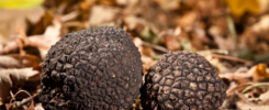 Tartufo Maestri Tartufai Aromi 7ui7bocoyn4d1qtnlgykdzfri2hg1chwq2