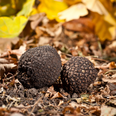 Tartufo Maestri Tartufai Aromi 7ui7bocpqh8r2nwarsty64bvf9wq1worua