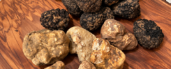 tartufo bianco pregiato maestri tartufai 7uuezfewis7jh7ejfh8eo1b8otcqsd219m